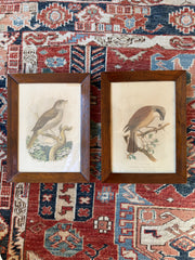 Antique Framed Cassells Bird Prints C. 1880
