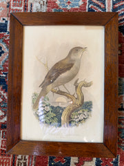 Antique Framed Cassells Bird Prints C. 1880