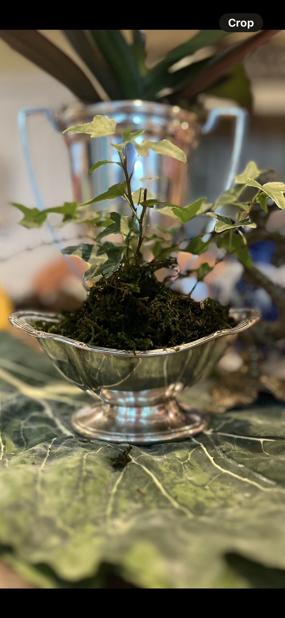 Hotel Edward Silverplate Bowl