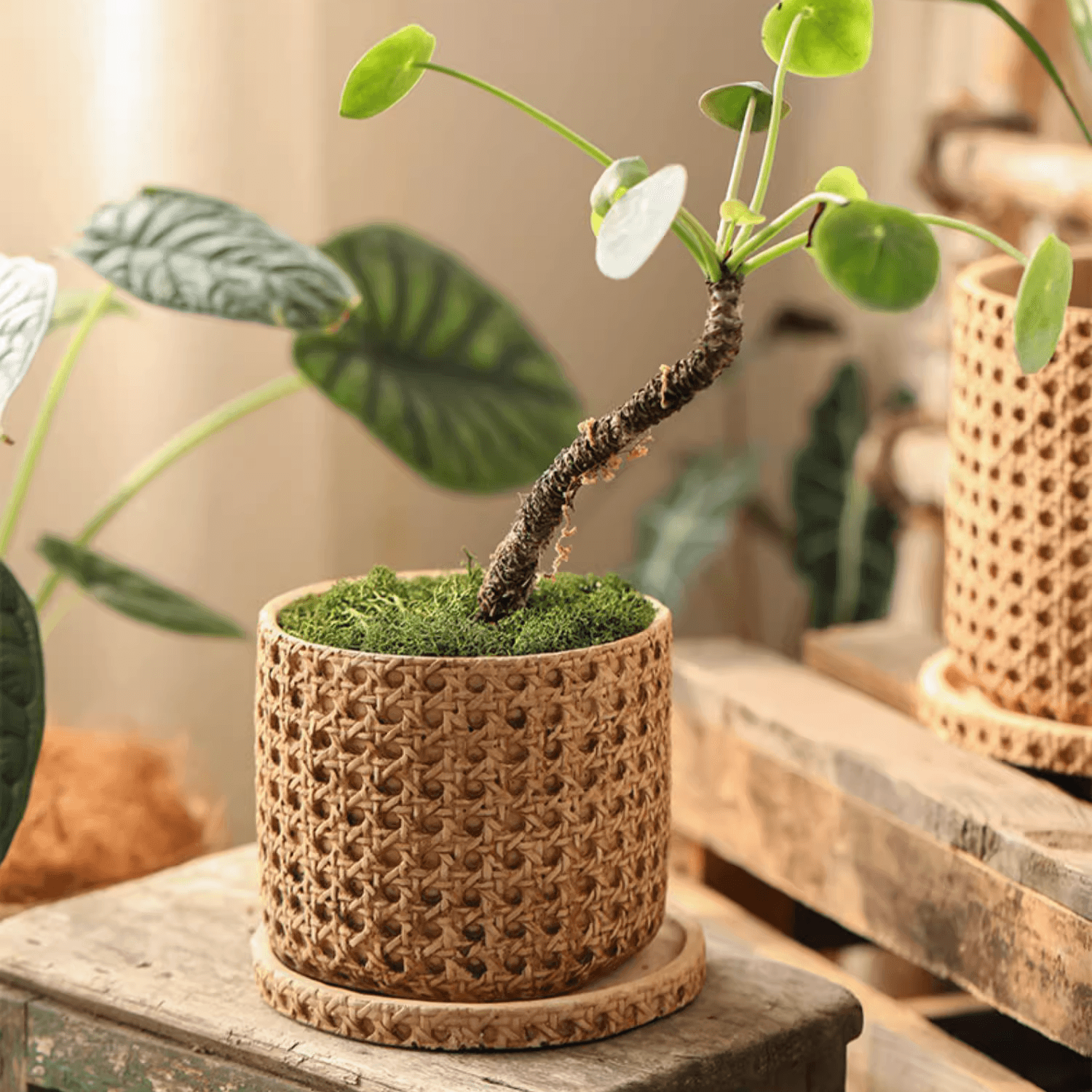 Faux Cane Weave Cement Pot